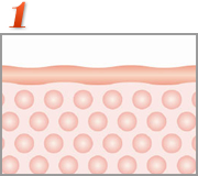 【1】皮膚下の脂肪細胞